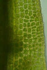 Amphidium mougeotii