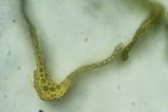Amphidium mougeotii