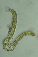 Amphidium mougeotii