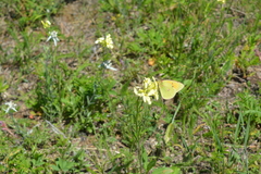 Colias heos