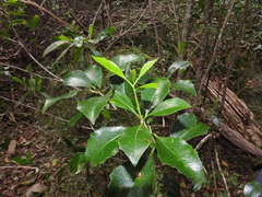 Auranticarpa rhombifolia
