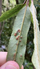 Aceria titirangiensis