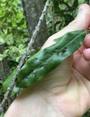 Aceria titirangiensis