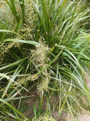 Lomandra hystrix