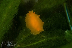 Doriopsilla carneola