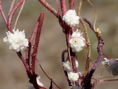 Cuscuta epithymum