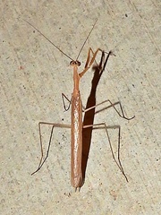Oligonicella