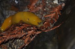 Ariolimax dolichophallus