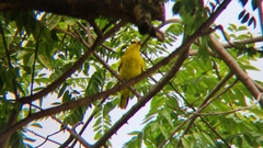 Oriolus chinensis