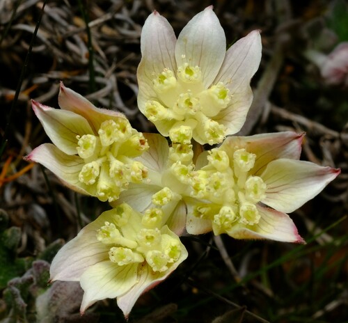 Image of Xanthosia tomentosa by (c) Peter Crowcroft, some rights reserved (CC BY)