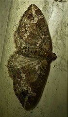 Xanthorhoe