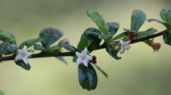 Ehretia microphylla