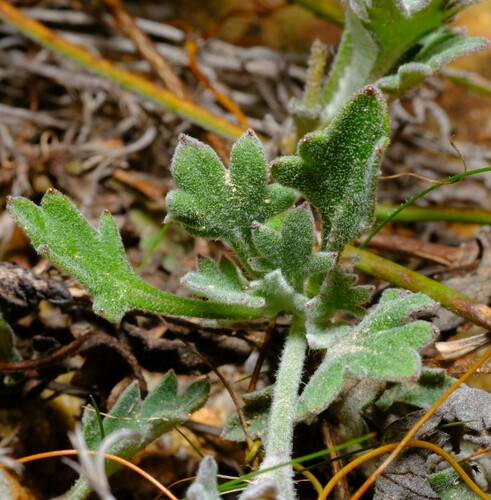 Image of Xanthosia tomentosa by (c) Peter Crowcroft, some rights reserved (CC BY)