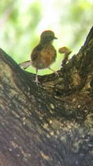 Copsychus malabaricus