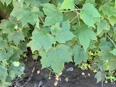 Jatropha malacophylla