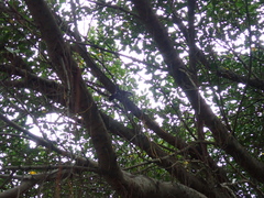 Pomatorhinus musicus