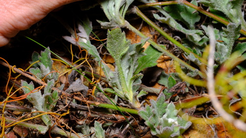 Image of Xanthosia tomentosa by (c) Peter Crowcroft, some rights reserved (CC BY)