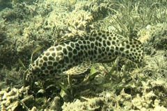Epinephelus quoyanus