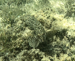Epinephelus quoyanus