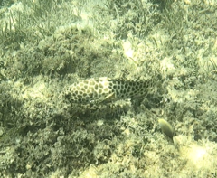 Epinephelus quoyanus