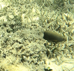 Pomacentrus chrysurus