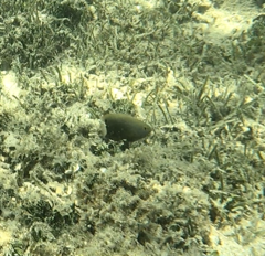 Pomacentrus chrysurus