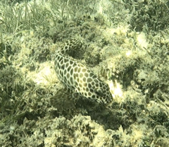 Epinephelus quoyanus