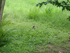 Acridotheres leucocephalus