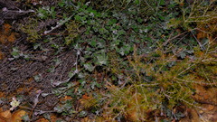 Xanthosia tomentosa