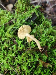 Lactarius griseus
