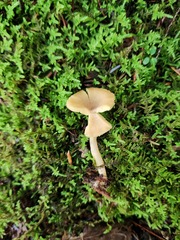 Lactarius griseus