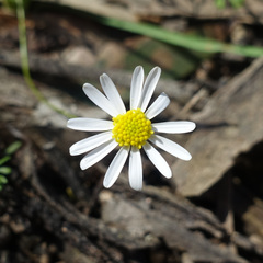 Brachyscome multifida