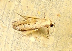 Hypatopa punctiferella