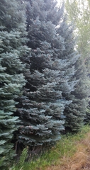Picea pungens