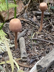 Laccaria bicolor