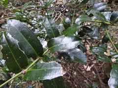 Wilkiea macrophylla