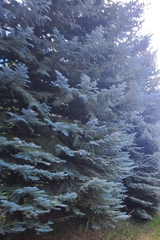 Picea pungens