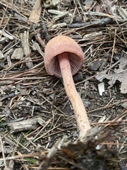 Laccaria bicolor