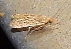 Helcystogramma