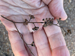 Eucalyptus microcarpa