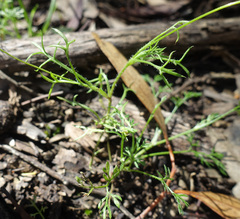 Brachyscome multifida
