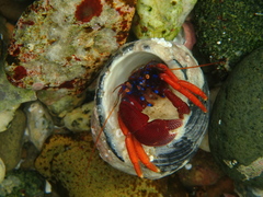Pagurus edwardsii