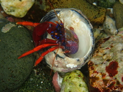 Pagurus edwardsii