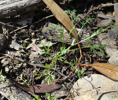 Brachyscome multifida