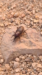 Sphenophorus abbreviatus