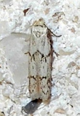Hypatopa punctiferella