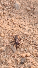 Sphenophorus abbreviatus