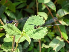Onychargia atrocyana
