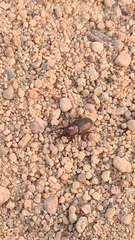 Sphenophorus abbreviatus