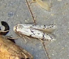 Hypatopa punctiferella